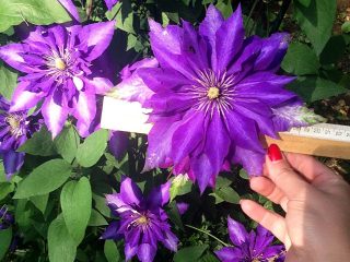 Clematis Daniel Deronda: nuotrauka, aprašymas, apkarpymo grupė