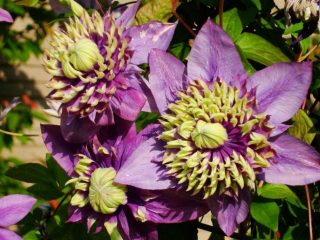 Clematis Taiga: recenzie a popis