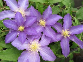 Clematis Anna German: fotografia a popis