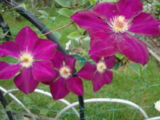 Clematis Mazovshe: fotografia a popis