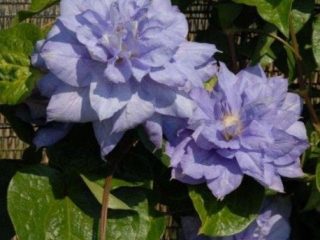Opis clematis Mazuri