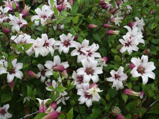 Clematis Princess Kate: recenzie a popis