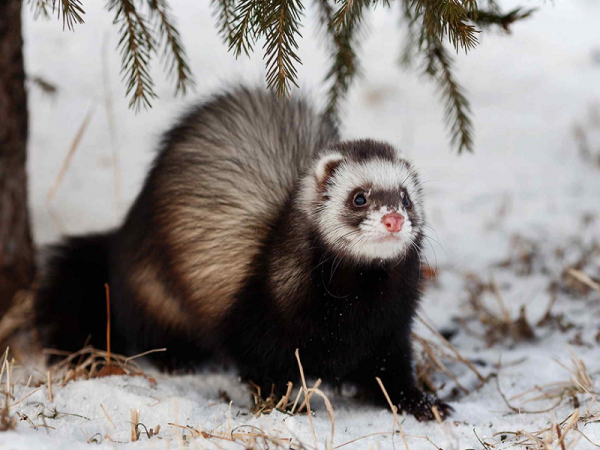 Hurón del bosque (negro): una foto de un animal, cómo se ve, dónde vive ...