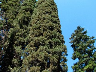 Evergreen pyramidal cypress