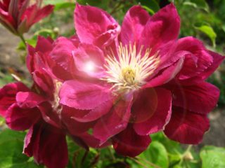 Popis Clematis Red Star