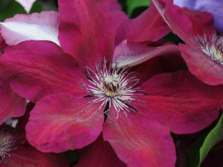 Clematis Westerplatte: popis a recenzie