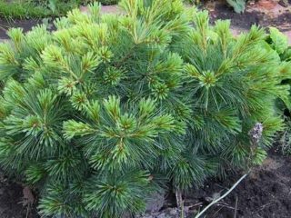 European cedar (cedar pine)