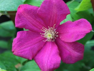 Clematis Ernest Markham