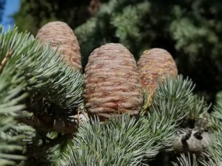 Deodara cedar (Himalayan)