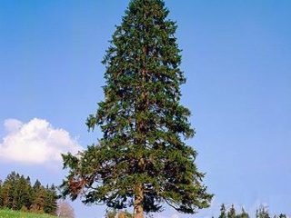 Pulang canadian cedar
