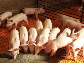 Composizione dei mangimi composti per suini e suinetti: tabella, tassi di alimentazione, ricette