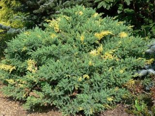 Mga pagkakaiba-iba at uri ng juniper na may larawan at pangalan