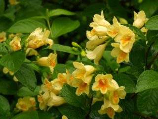 Weigela Middendorf (Middendorffiana): alberi e arbusti ornamentali, piantumazione e cura
