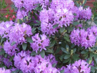 Rododendro negli Urali: varietà resistenti al gelo, coltivazione