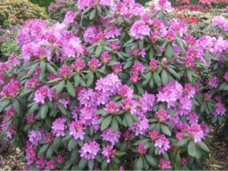 Rododendroni u moskovskoj regiji: sadnja i njega, najbolje sorte