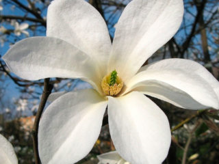 Magnolia Kobus: fotografija, opis, zimska čvrstoća