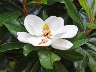 Magnolia grandiflora à grandes fleurs (grandiflora): photo, description, avis, résistance au gel