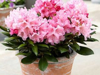 Rhododendron Chania: descrizione varietà, foto, recensioni