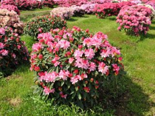 Jakušimanski rododendron: Zlatni Toch, Rosa Volke, Lumina, Kolibri