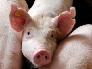Varkens thuis grootbrengen als bedrijf