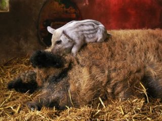Varkensras Brazier: onderhoud en verzorging van biggen