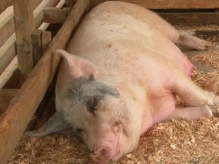 Inseminatie van varkens thuis