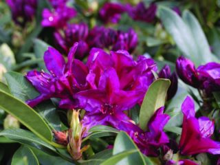 Rhododendron Polarnacht: opis sorte, zimska čvrstoća, fotografija