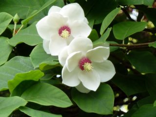 Magnolia Siebold: fotografija, opis, kritike