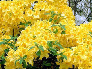 Rhododendron Anneke: zimska čvrstoća, sadnja i njega, pregledi