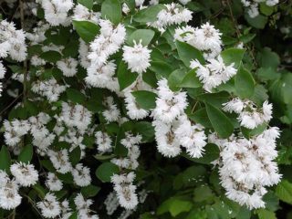 Deutzia scabra: sadzenie i pielęgnacja, fot