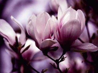 Reproduction de magnolia: boutures, graines, à la maison
