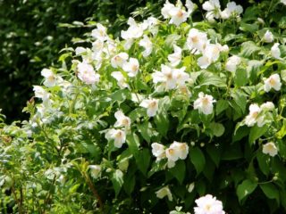 Jasmine (chubushnik) Strawberry: zdjęcie i opis, recenzje