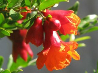 Floare de rodie: fotografie, când înflorește, de ce arborele nu înflorește
