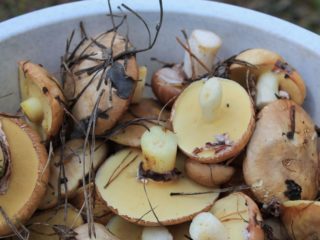 Paano mabilis na magbalat ng boletus: pagkatapos ng kagubatan, para sa pag-atsara, mga panuntunan para sa paglilinis ng maliliit at malalaking kabute