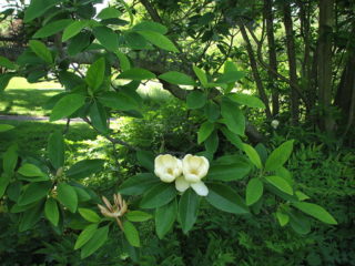 Fleur de magnolia: poussant en banlieue