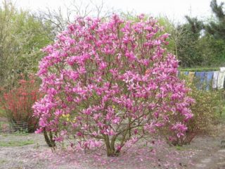 Hybrid Magnolia Susan (Susan, Susan, Susan): photo, description de la variété, résistance au gel