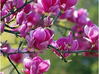 Magnolia Black Tulip: résistance au gel, photo, description, avis