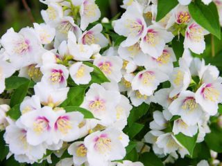 Chubushnik (jaśmin) Lemoine (Philadelphus Lemoinei): odmiany, sadzenie i pielęgnacja