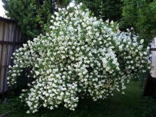 Jasmine (chubushnik) Mont Blanc (Mont Blanc, Mont Blanc): plantio e cuidados