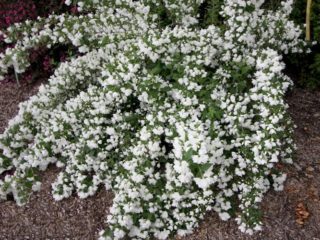 Jasmine (mock) Snowbelle: semina e cura