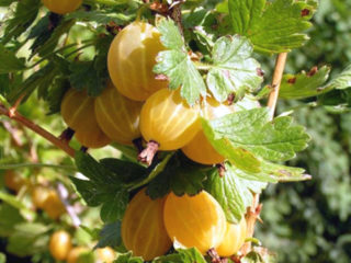 Gooseberry Kuršu Dzintars: iba't ibang paglalarawan, larawan, repasuhin