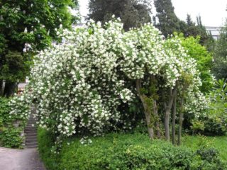 Chubushnik (iasomie de grădină) Virginsky (Virginal, Virginal, Virginal): plantare și îngrijire