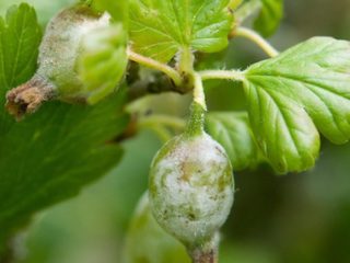 Puting pamumulaklak sa mga gooseberry: kung ano ang gagawin, mga hakbang upang labanan ang American (European) pulbos amag na may mga remedyo at kemikal ng katutubong