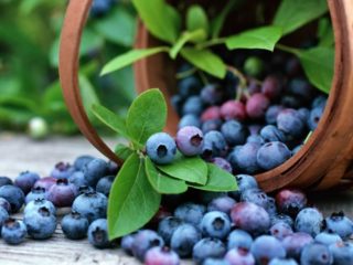 Por que os mirtilos são úteis: conteúdo calórico, conteúdo de BJU, vitaminas, índice glicêmico, benefícios e malefícios durante a gravidez, amamentação
