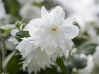 Jasmine (chubushnik) Minnesota Snowflake: zdjęcie i opis, recenzje