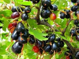 Wild currant (census): kung saan lumalaki, paglalarawan at larawan, mga recipe