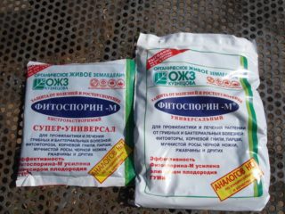 O cultivo do solo em estufa com Fitosporina na primavera: antes do plantio, de doenças, de pragas