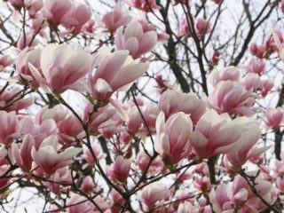 Magnolia: photo de fleur, description et caractéristiques, noms, types et variétés, faits intéressants