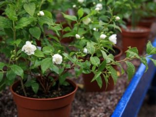 Chubushnik (jasmim de jardim): propagação por estacas na primavera, verão, outono, sementes