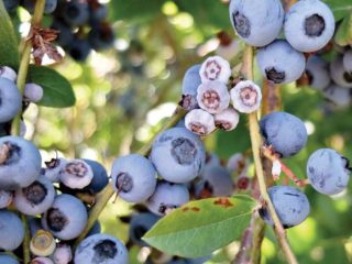 Mga sakit sa blueberry: larawan, paggamot sa tagsibol mula sa mga peste at sakit
